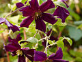 Clematis Romantica IMG_4476 Powojnik